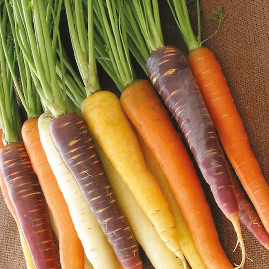Karotte Harlekin F1 Mischung - Bakker