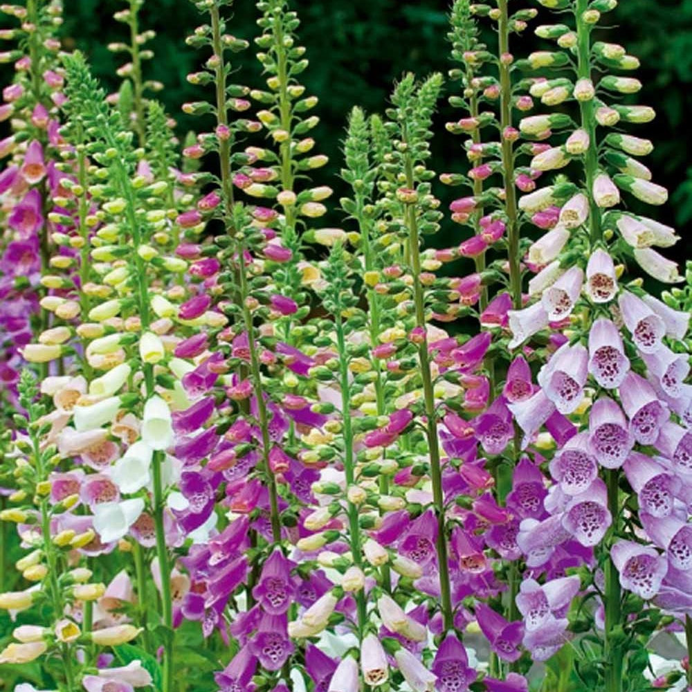 Saatgut Fingerhut Excelsior Mischung - Digitalis purpurea