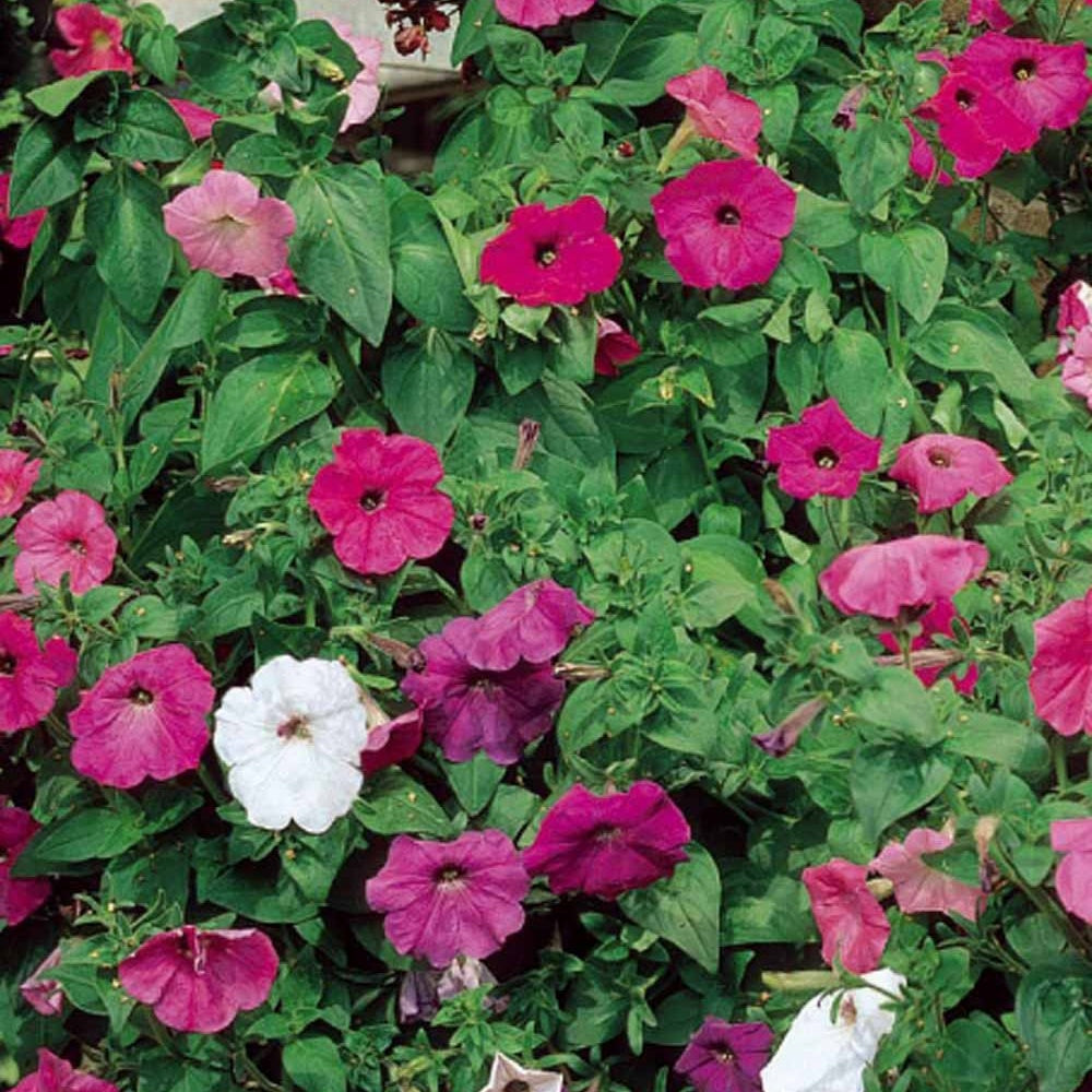 petunien saatgut Saatgut Hängepetunie 'Balcony' Mischung - Petunia x hybrida pendula