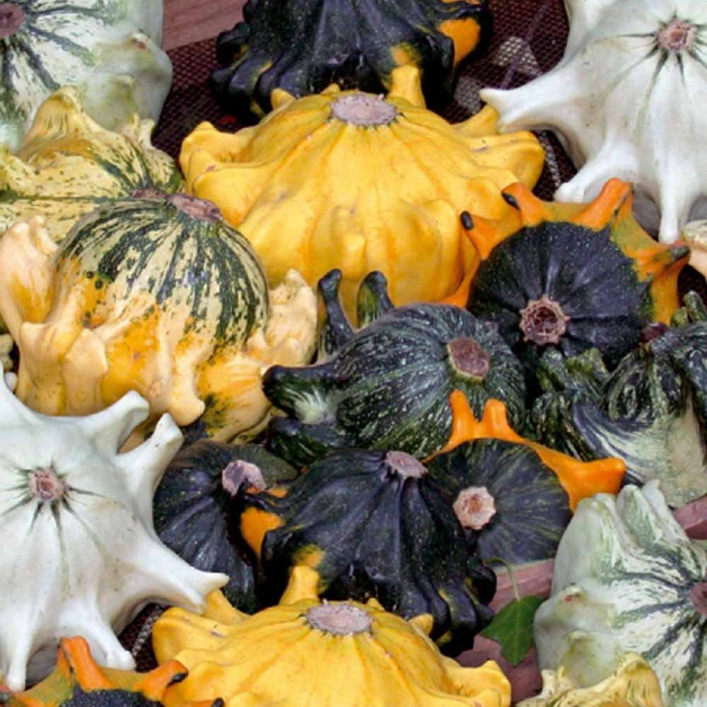 Saatgut Zierkürbis 'Dornenkrone' Mischung - Cucurbita pepo
