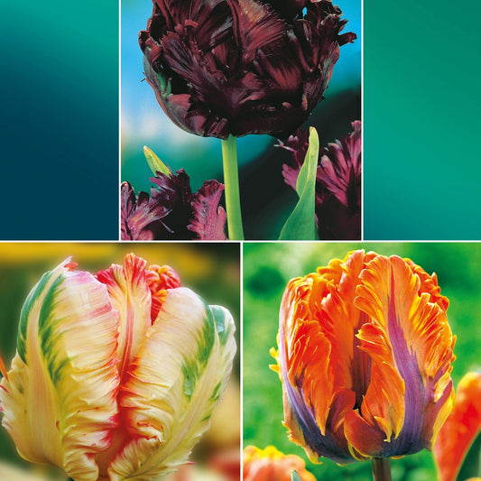 Papagei Tulpen Kollektion: 'Princes Irene' + 'Black Parrot' + 'Apricot Parrot' (x24) - Bakker