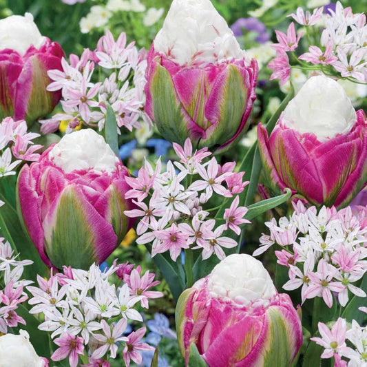 Pastelfarbene Tulpen Ice Cream und Zierlauch Blumenzwiebel Mischung (x15) - Tulipa ice cream, allium cameleon - Blumenzwiebeln Frühlingsblüher