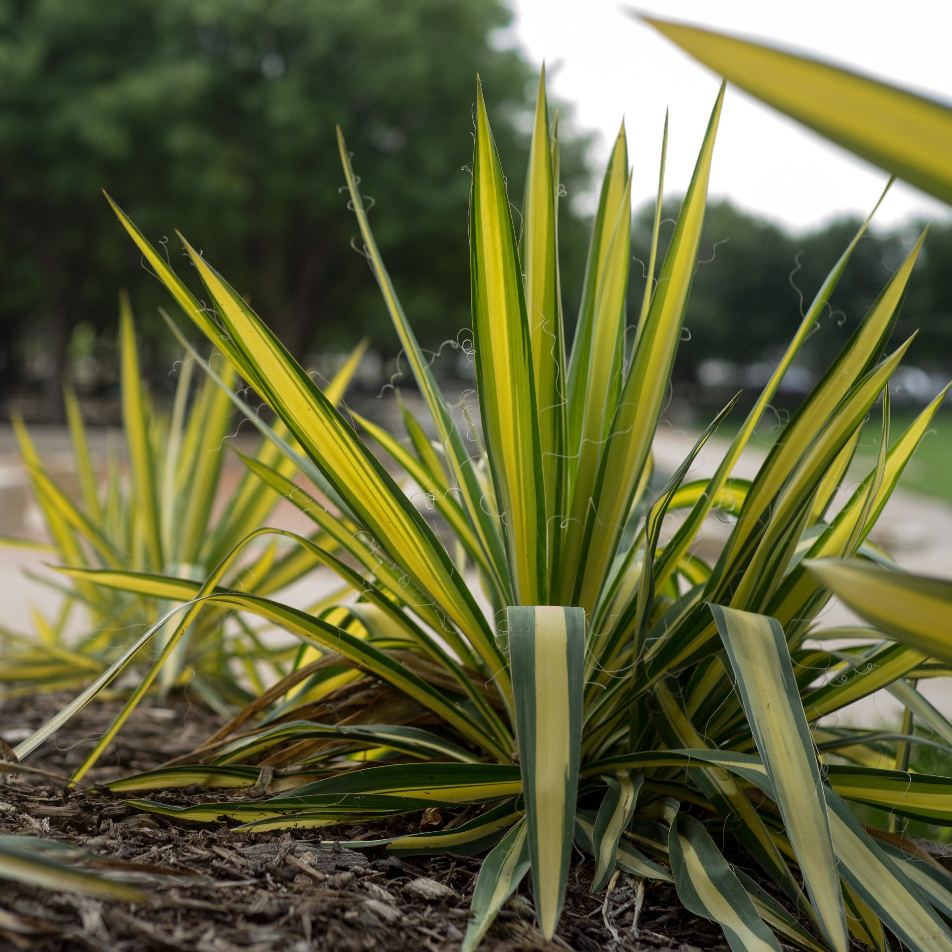 Palmlilie 'Colour Guard' - Yucca filamentosa Colour Guard