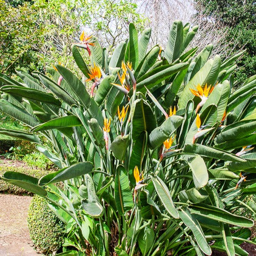 Paradiesvogelblume Strelitzia - Bakker