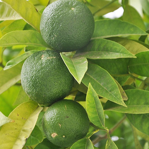 Echte Limette - Citrus aurantifolia