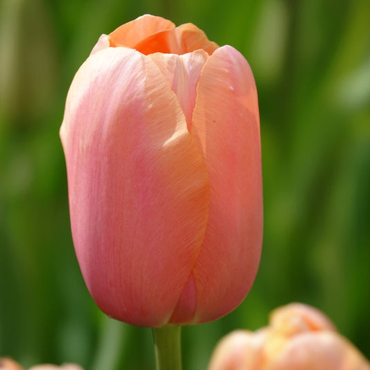 Tulpen Menton - Bakker