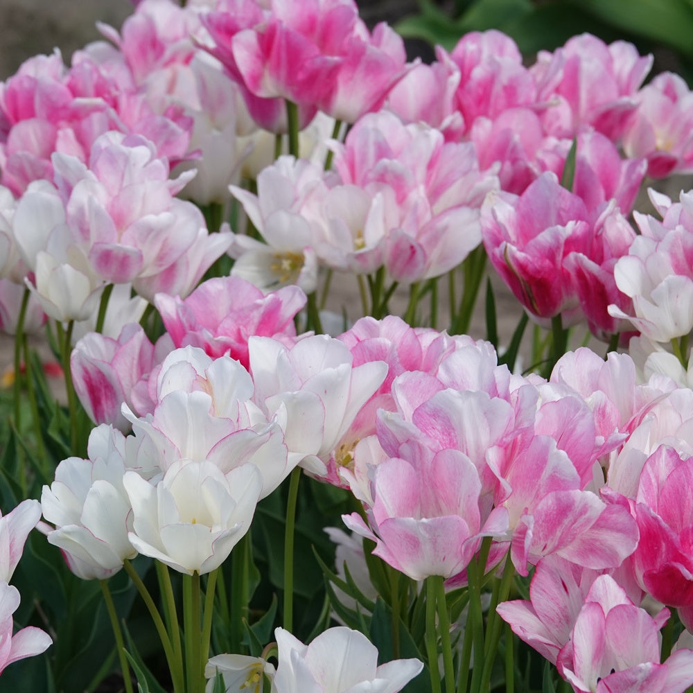 Melody Jane Puppenhaus Blumen – Künstliche Tulpen & Iris In Rosa Und Weiß Im Pflanzentopf