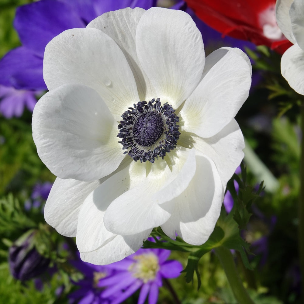 Anemonen coronaria - 'The Bride' - Anemone coronaria 'the bride' - Blumenzwiebeln