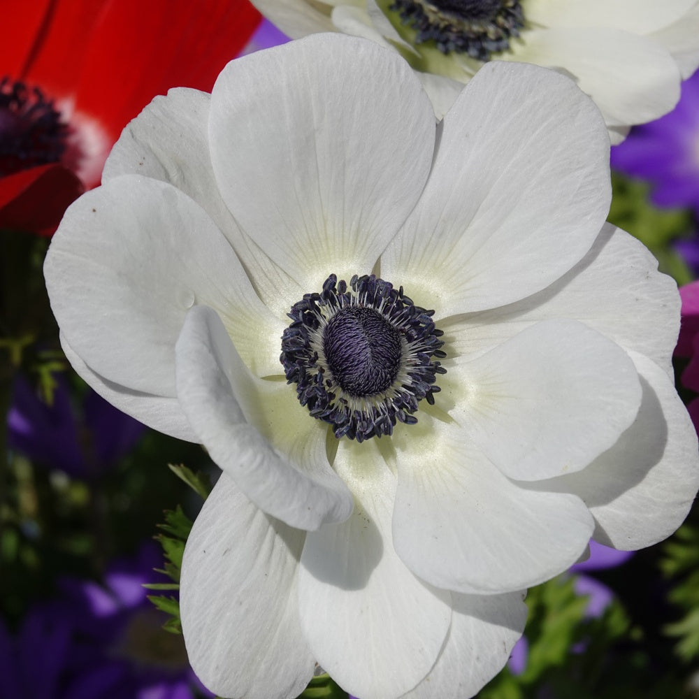 Anemonen coronaria - 'The Bride' - Anemone coronaria 'the bride' - Blumenzwiebeln Frühlingsblüher