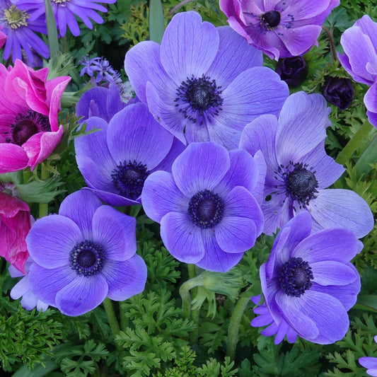 Anemonen coronaria - Blau - Anemone 'm.fokker' - Blumenzwiebeln Frühlingsblüher