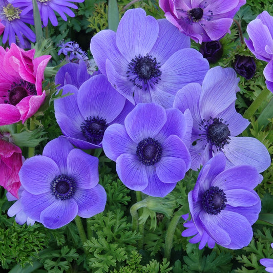 Anemonen coronaria - Blau - Bakker