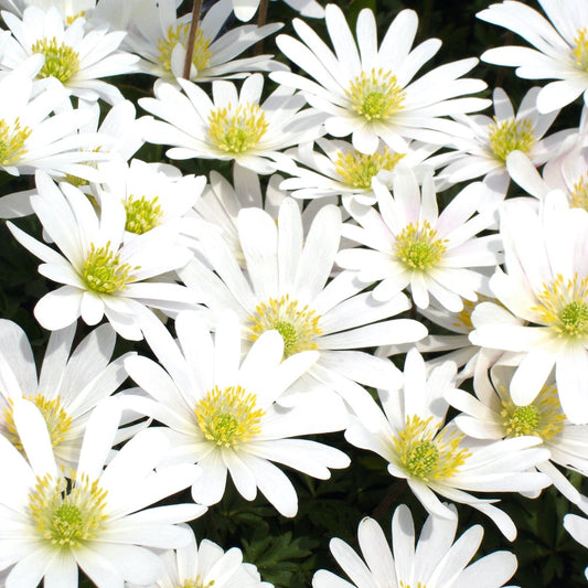 Griechische Anemonen White Splendour - Anemone 'white splendour' - Blumenzwiebeln