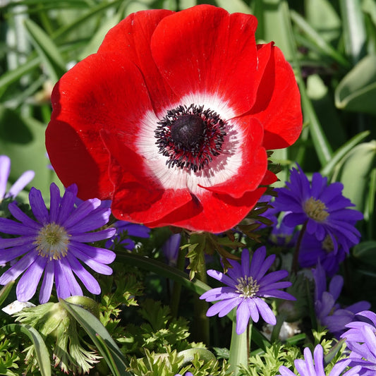 Anemonen coronaria - Rot - Anemone 'hollandia' - Blumenzwiebeln