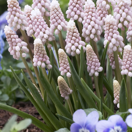 Rosa Traubenhyazinthen 'Pink Sunrise' - Muscari 'pink sunrise' - Blumenzwiebeln Frühlingsblüher