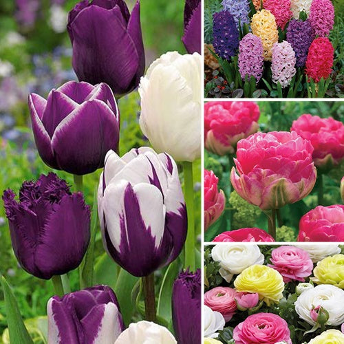 130 geheime Blumenzwiebeln - Bakker