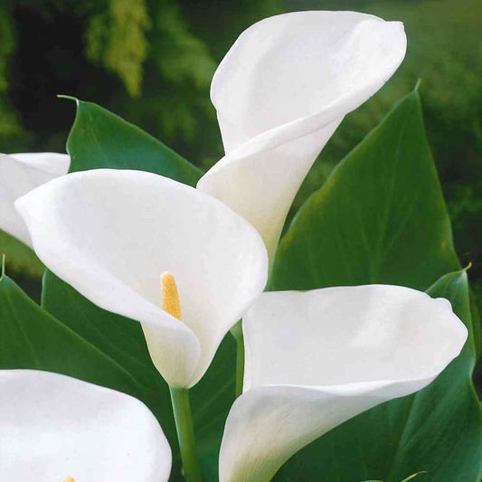 Äthiopische Calla (x2) - Bakker