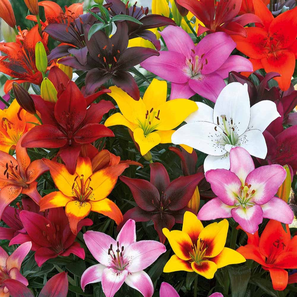 Verkauf Asiatische Lilie 'Mid-Century' - Lilium mid-century