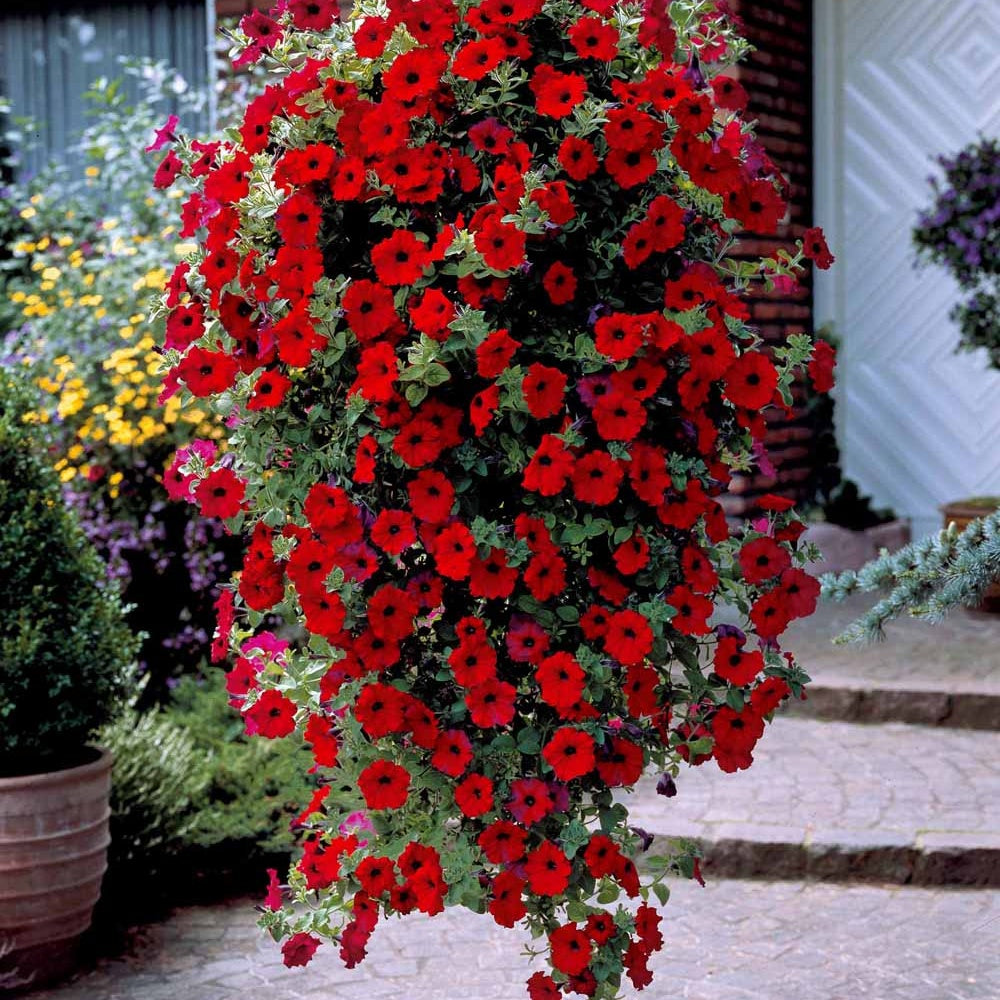 Rote Hängepetunien (x3) - Petunia