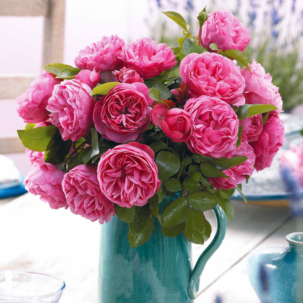 Rose 'Leonardo da Vinci' - Rosa floribunda Leonardo Da vinci ® Meideauri - Bakker