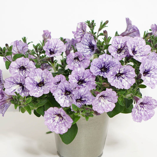 Petunie 'Lavender Sky' (x3) - Bakker