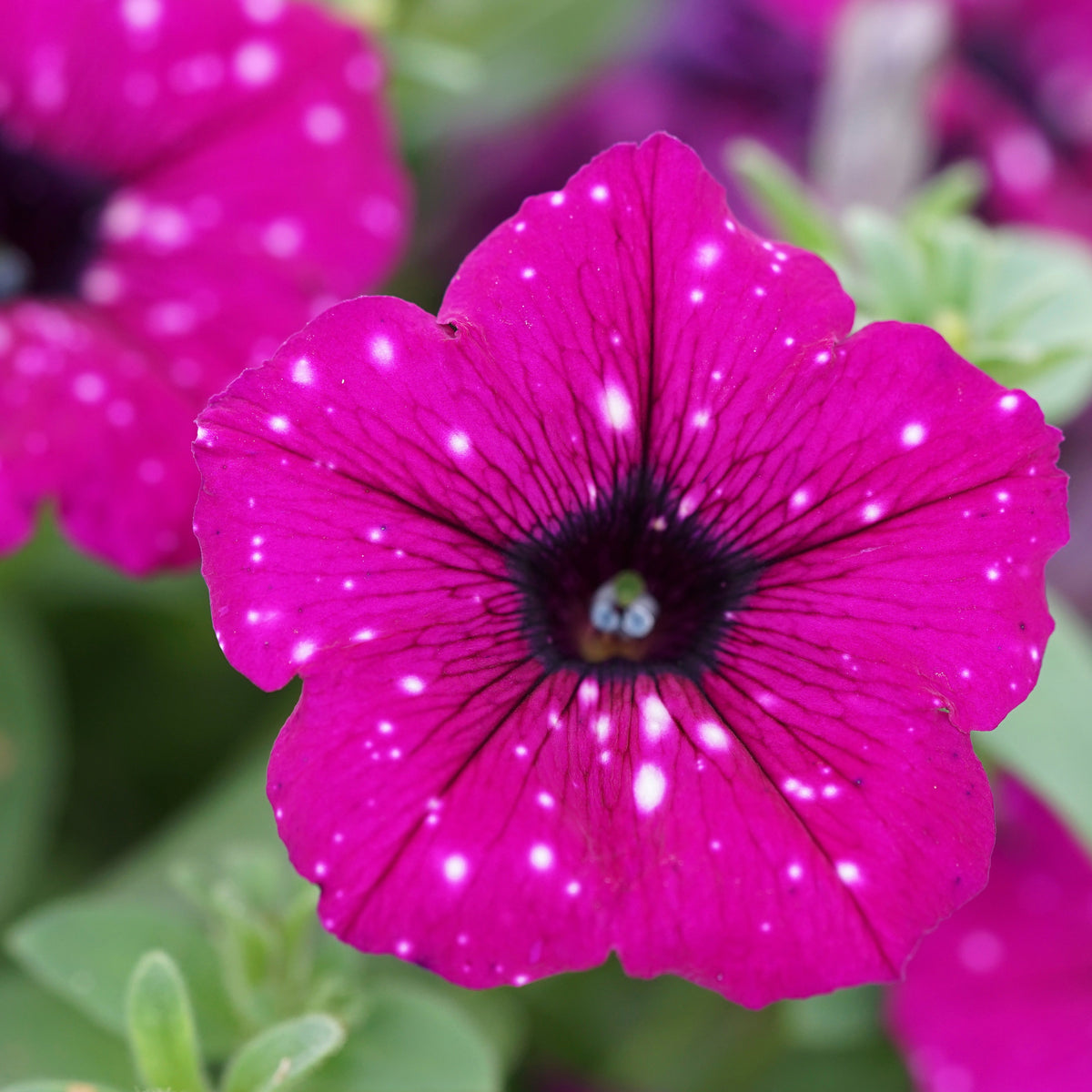 Petunia royal sky - Petunie 'Royal Sky' (x3) - Petunien und Calibrachoa