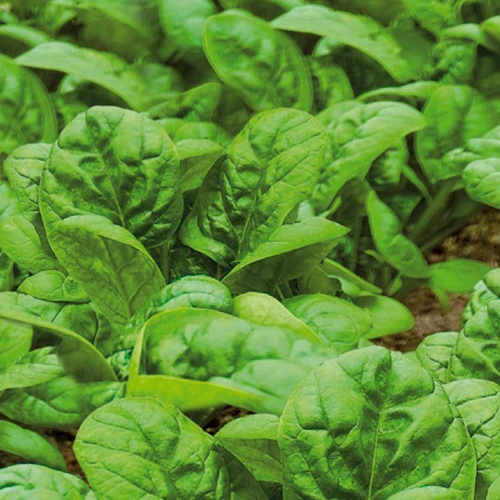 Saatgut Spinat 'Nores' - Beta vulgaris nores | Bakker.com