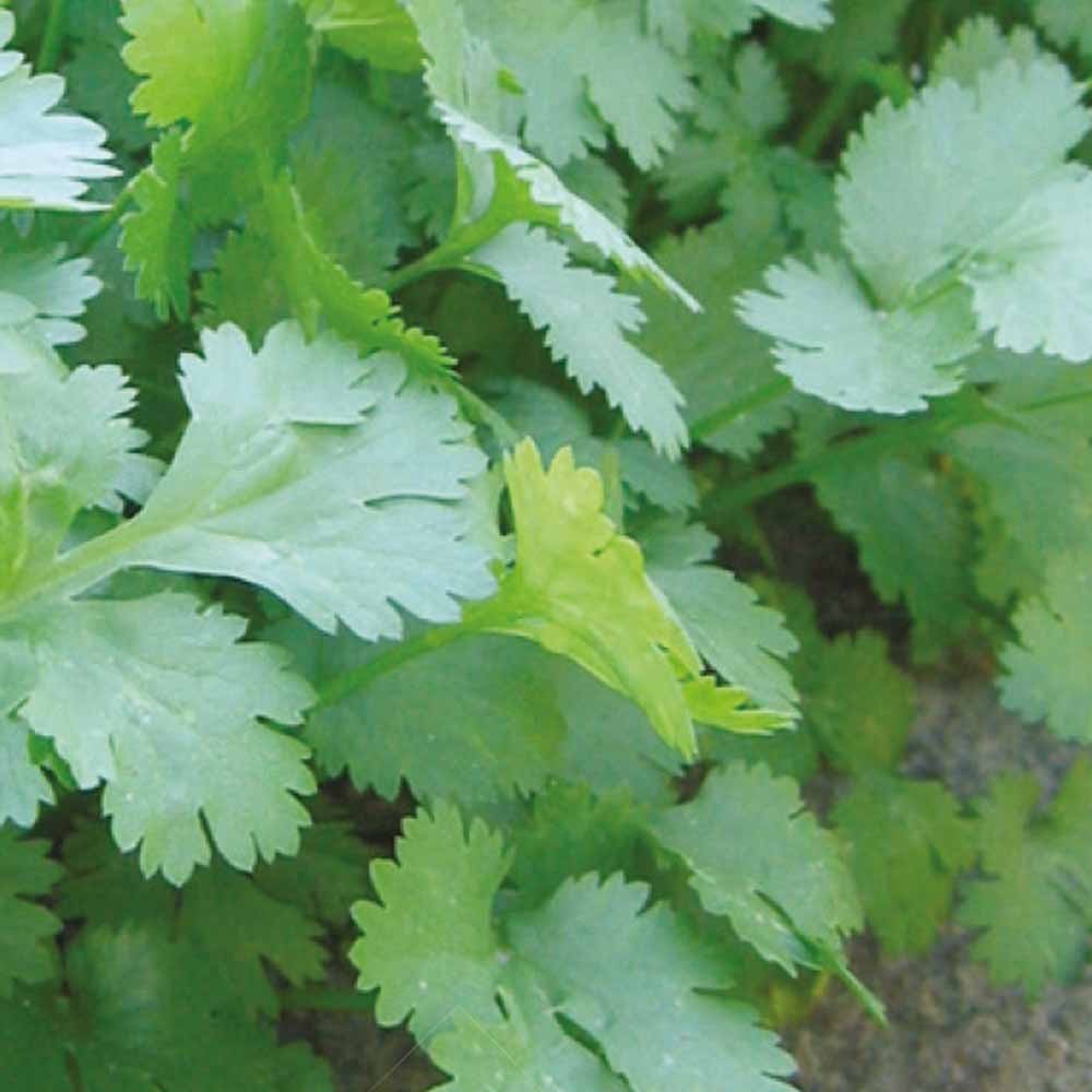 Kräutersammlung #2 - Kräutersamen - Bakker