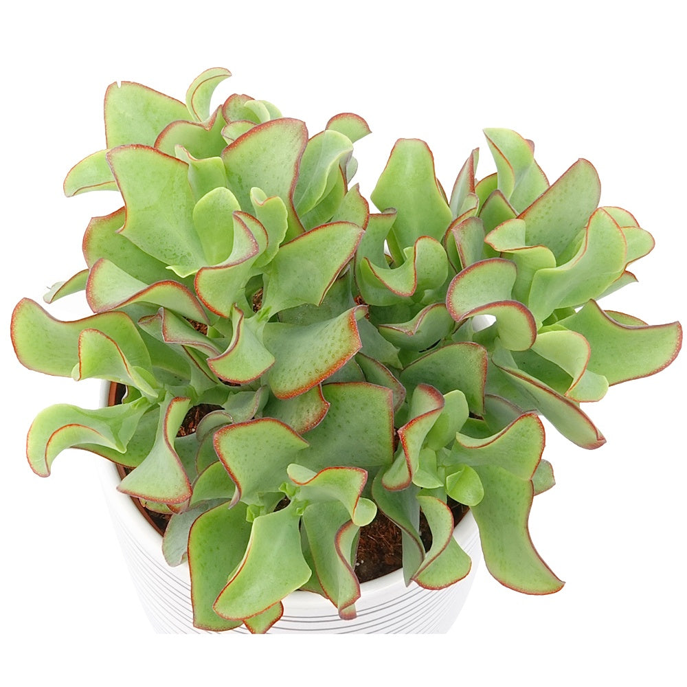 pfennigbaum düngen Pfennigbaum - Crassula arborescens Curly Green