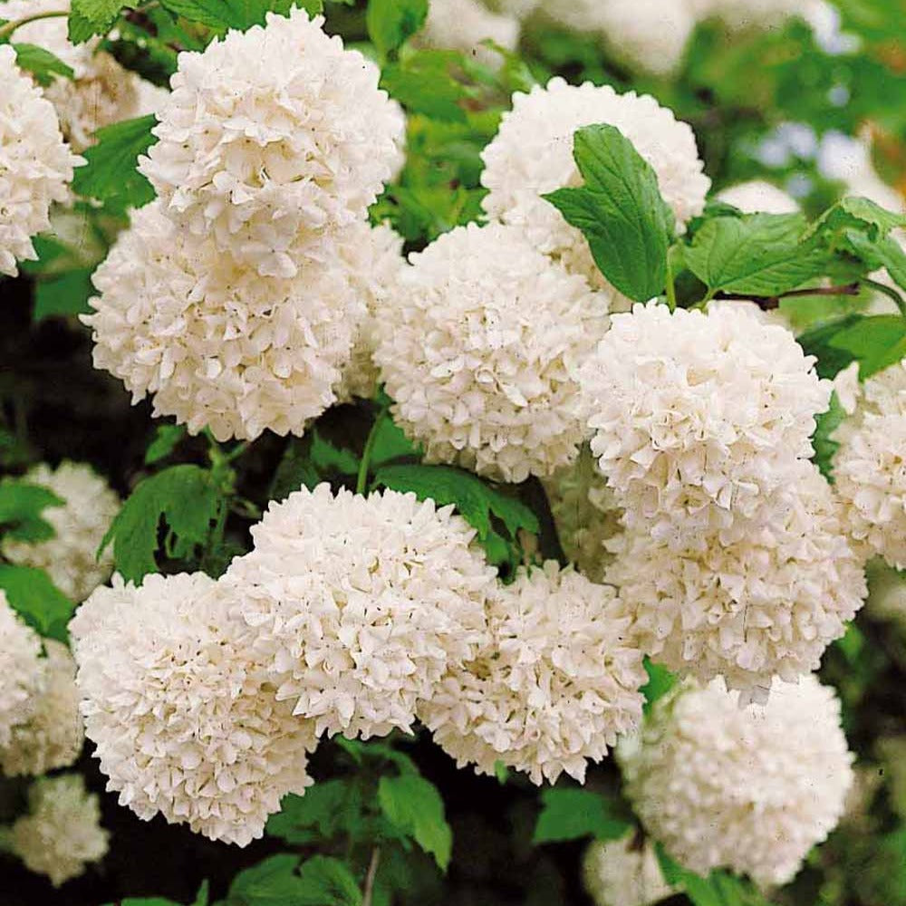 Gewöhnlicher Schneeball 'Roseum' Viburnum opulus roseum