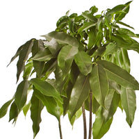 2x Australische Kastanie Castanospermum australe - Grüne Zimmerpflanzen