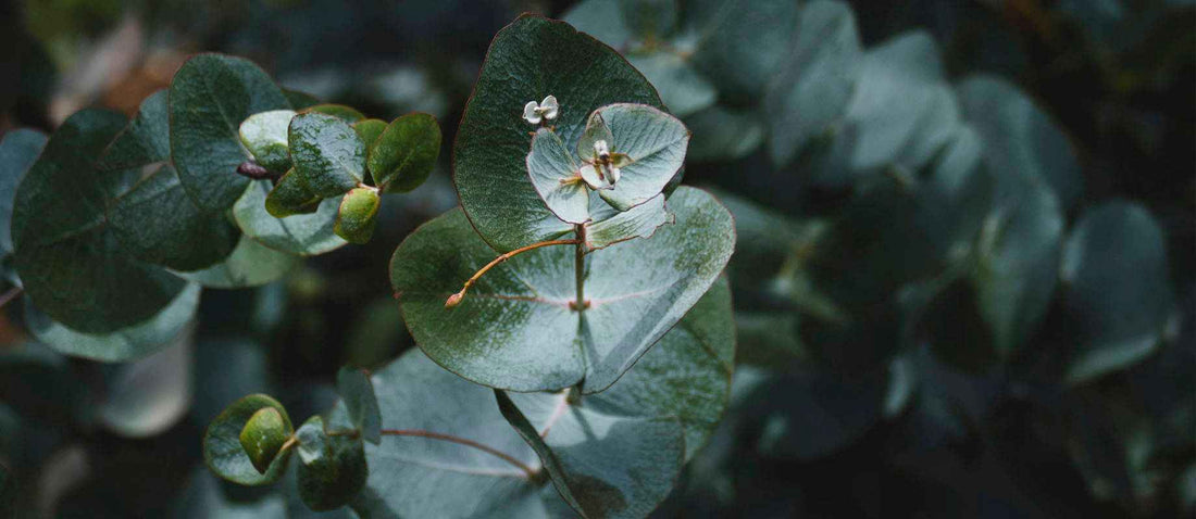 Eukalyptus: multifunktionale Pflanze und Wundermittel