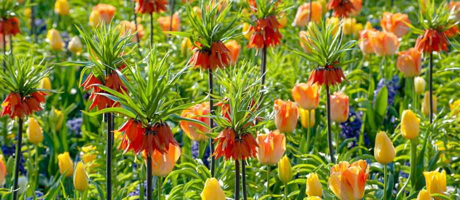 Fritillaria: Die Glöckchen für den späteren Frühling