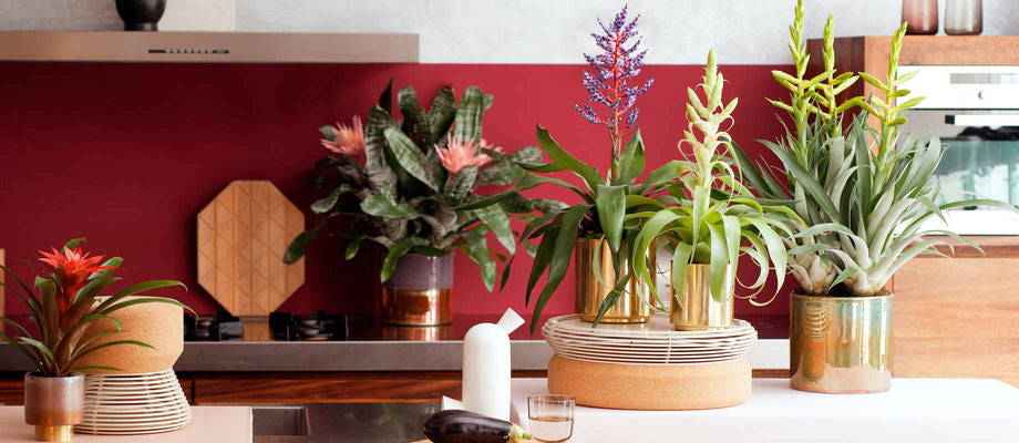 Bringen Sie mit diesen tropischen Zimmerpflanzen Farbe in Ihr Home Office