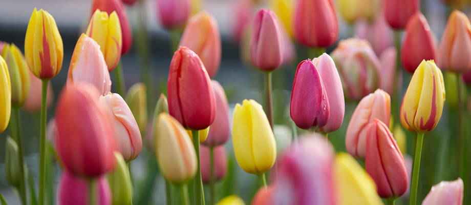 Alles, was man über Tulpen wissen muss