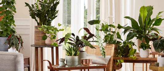 Sie möchten jetzt mit Ihrem Interieur loslegen? Denken Sie an diese 8 Zimmerpflanzentrends