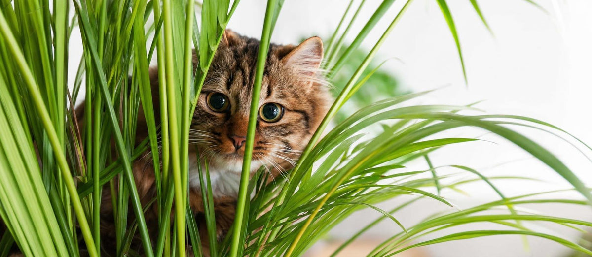 Top 10 tierfreundliche Zimmerpflanzen