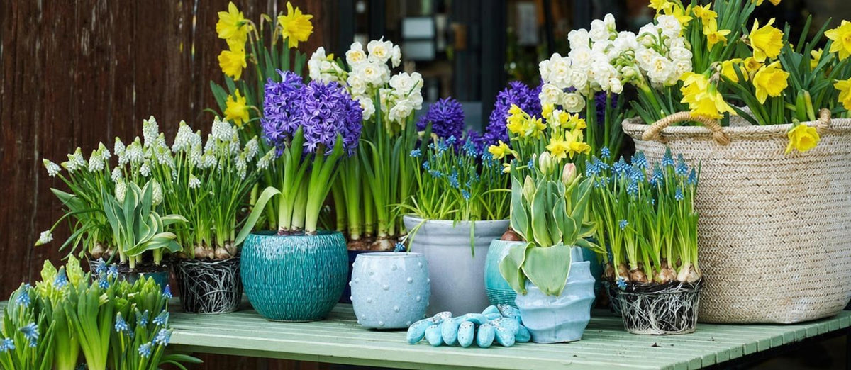 Blumenzwiebeln in einen Topf pflanzen