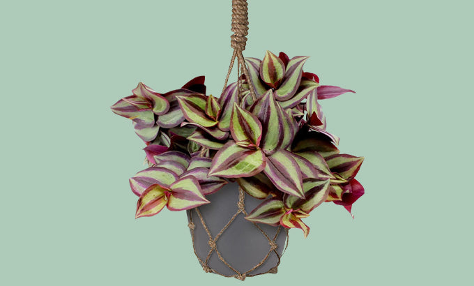 Die verschiedenen Stile hängender Pflanzen