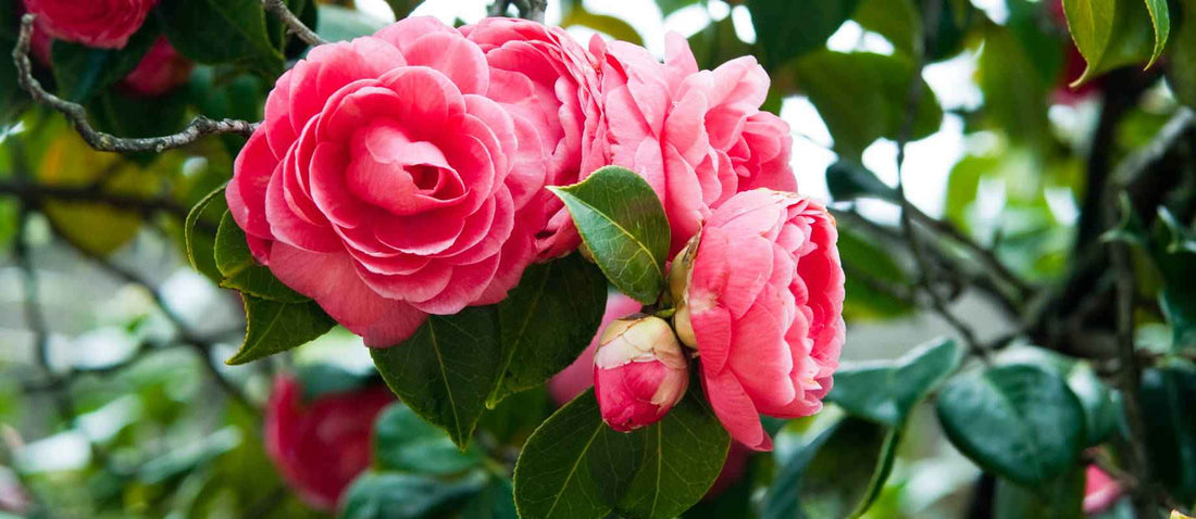 Camellia japonica: Pflanz- und Pflegetipps
