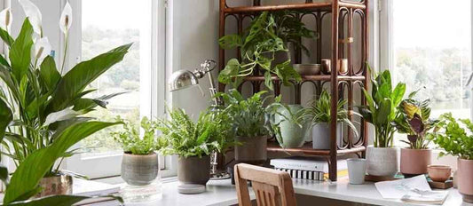 Zimmerpflanze: Luftreinigende Pflanzen