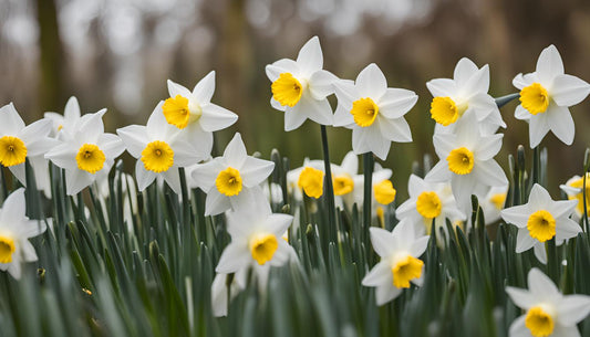 Wann blühen Narzissen
