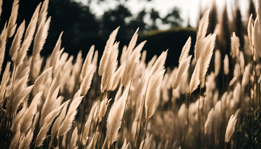 Wie man Pampasgras schneidet