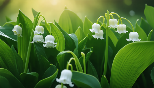 Das Geheimnis eines Maiglöckchens, das jedes Jahr wiederkommt – sogar für Anfänger