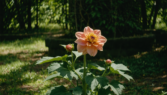 Der gewisse Glanz, der alles verändert: Die Dahlie, der Star in Ihrem Garten.