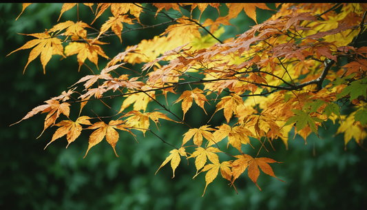 Entdecken Sie den japanischen Ahorn: Herkunft, Pflege und Sorten