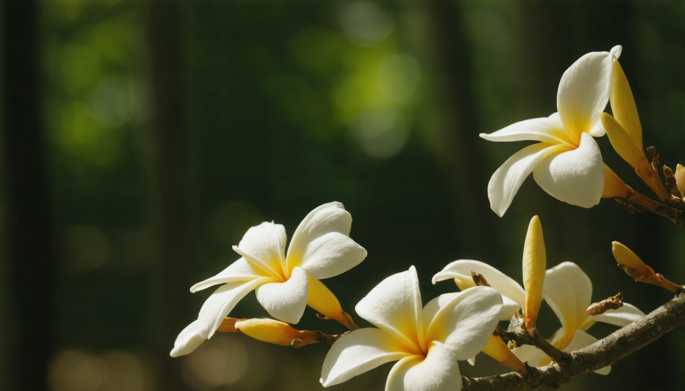 Frangipani: Der stressfreie Pflegeleitfaden für eine magische Blüte.
