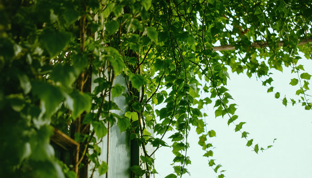 Krankheiten der Kletterpflanzen erkennen und behandeln