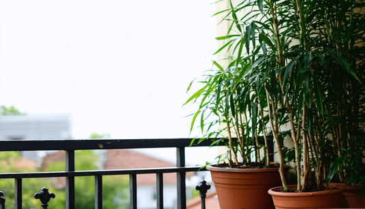 Wie Sie Ihre Freilandpflanzen gießen