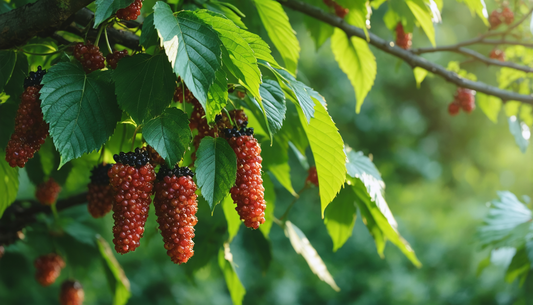 Wie man einen Maulbeerbaum einfach anbaut