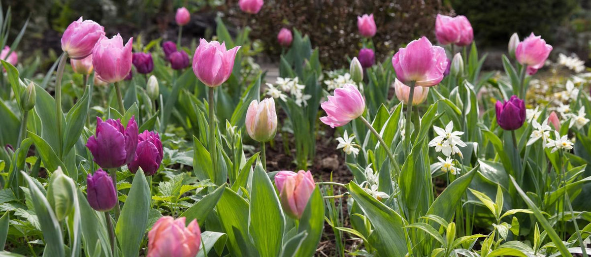 Die 5 Blumenzwiebel-Tipps
